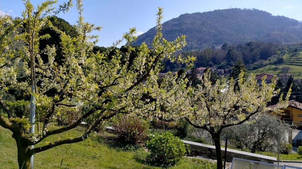 Bäume in Blüte