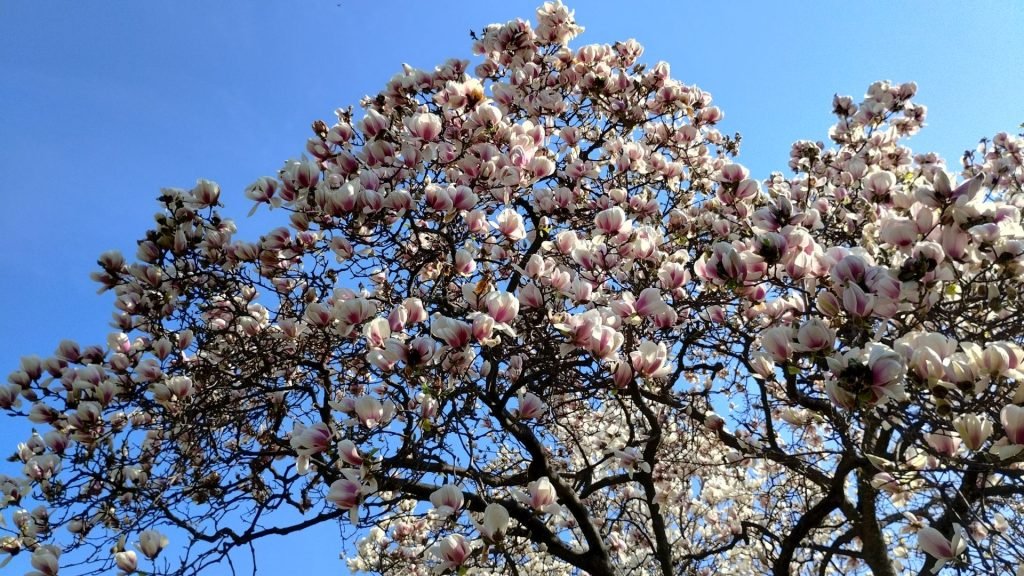Baum in Blüte 1