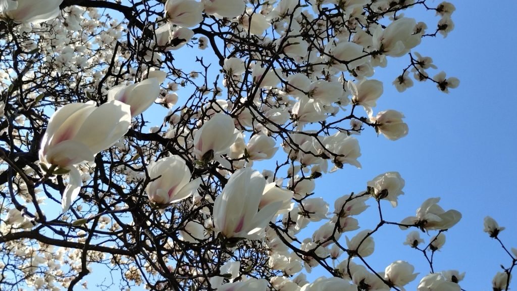 Baum in Blüte