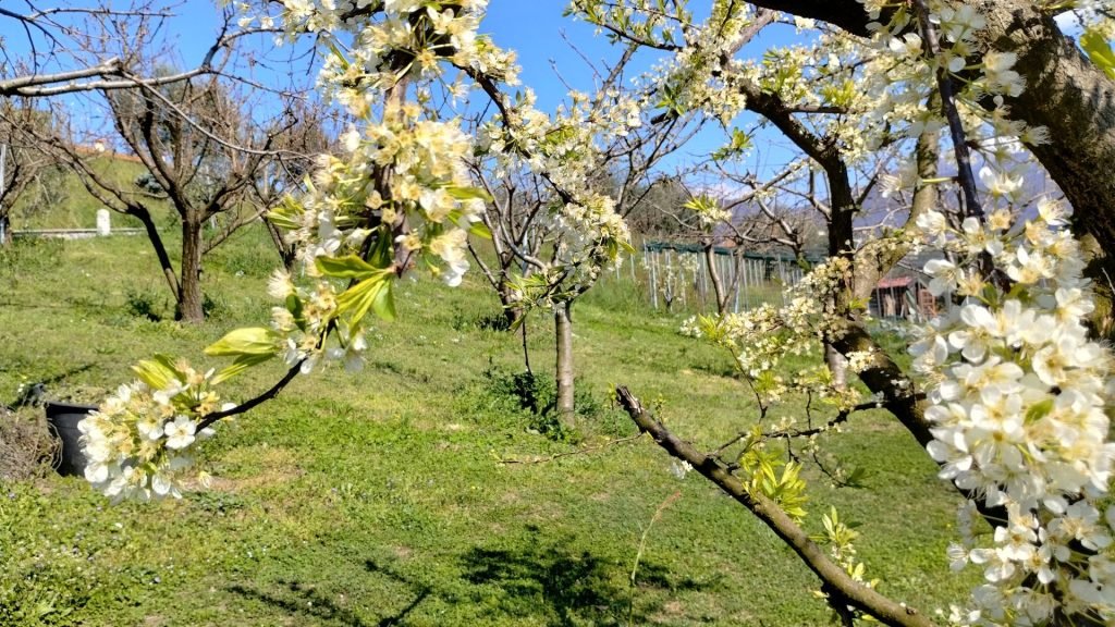 Garten